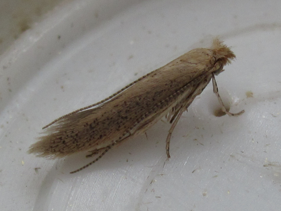 Bedellia somnulentella (Morning-glory Leafminer Moth), California species
