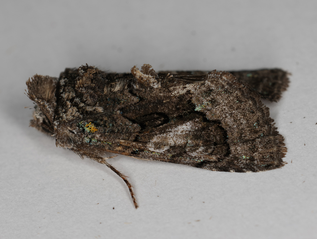 Behrensia conchiformis, California species