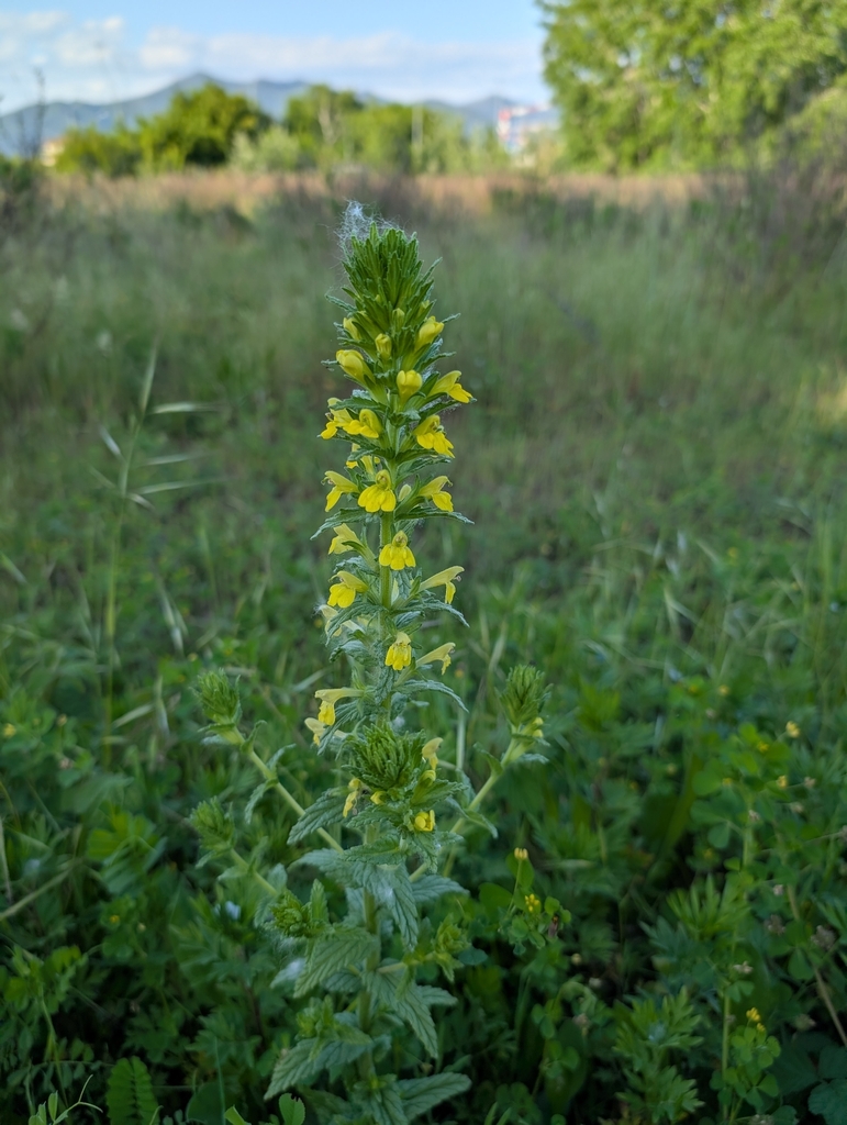 Bellardia viscosa (Yellow glandweed), non-native California herb