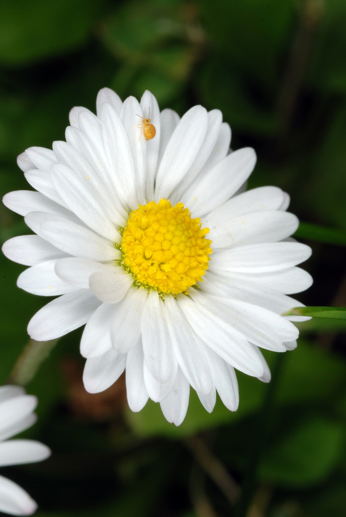 Bellis perennis (English daisy), non-native California herb
