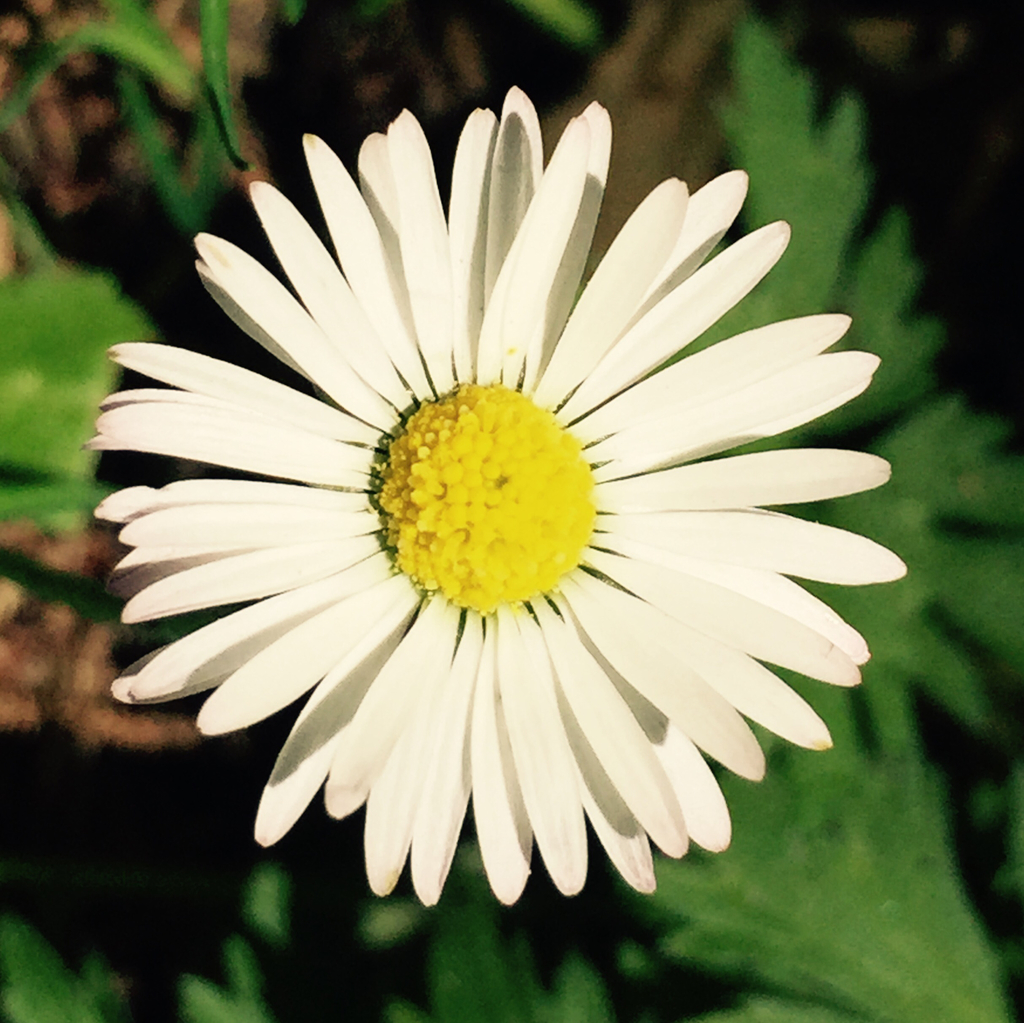 Bellis sp., non-native California perennial