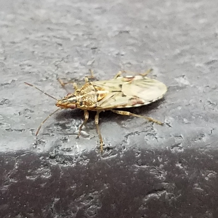 Belonochilus numenius (Sycamore Seed Bug), California species