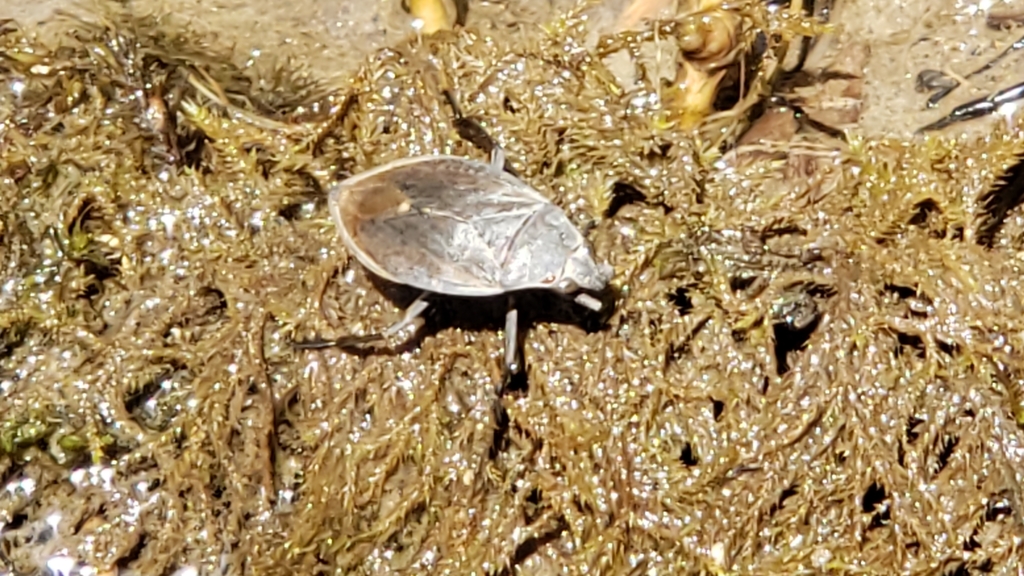 Belostoma saratogae (Saratoga Springs Belostoman Bug), California species