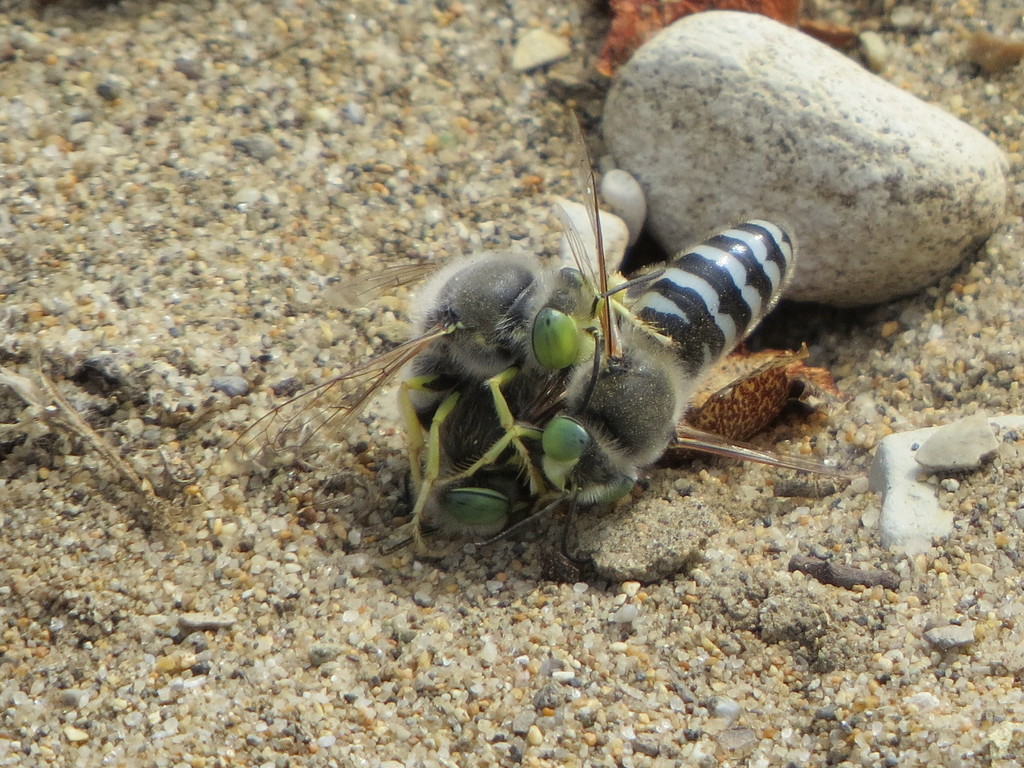 Bembix americana (American Sand Wasp), California species