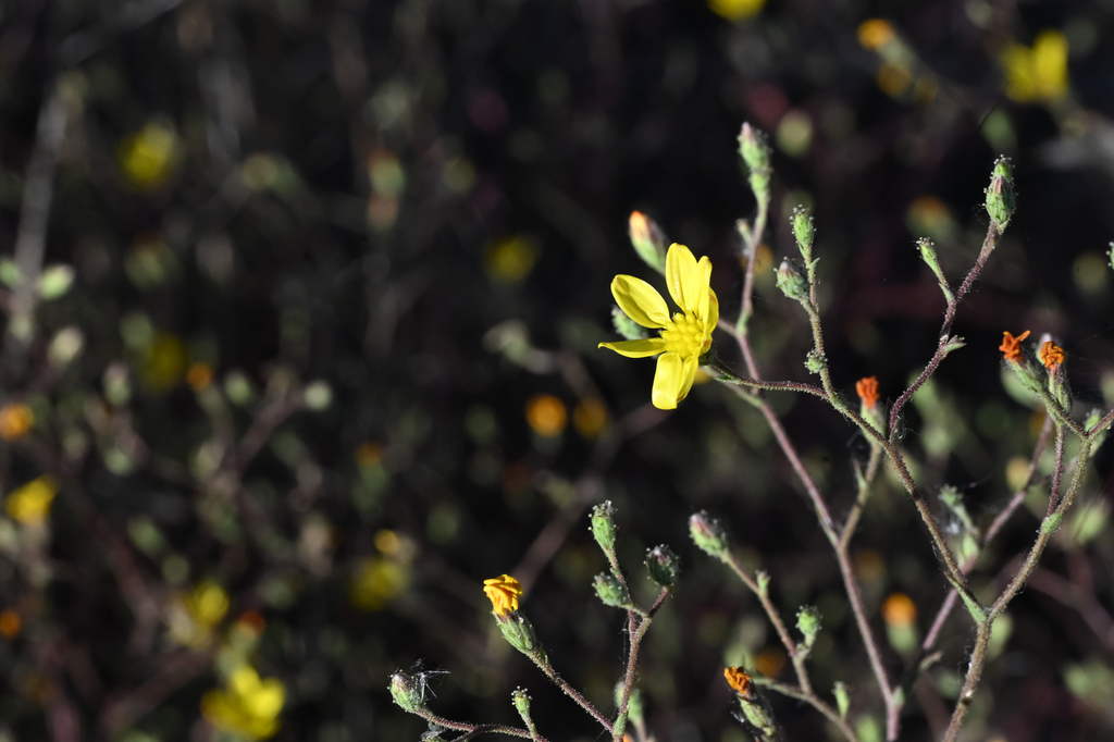 Benitoa occidentalis (Benitoa), native California herb