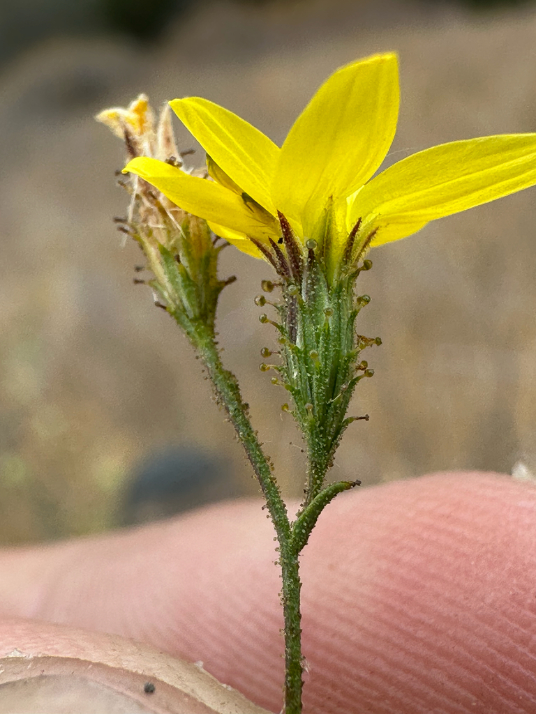 Benitoa sp., non-native California annual