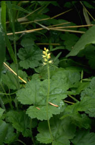Bensoniella oregona (Bensoniella), native California herb