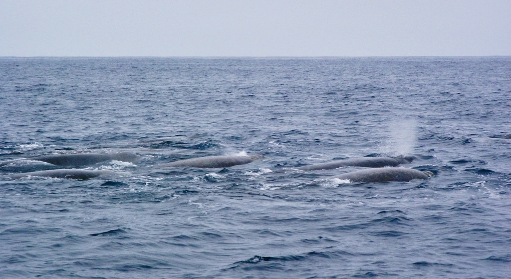 Berardius bairdii (North Pacific Bottle-nosed Whale), California species