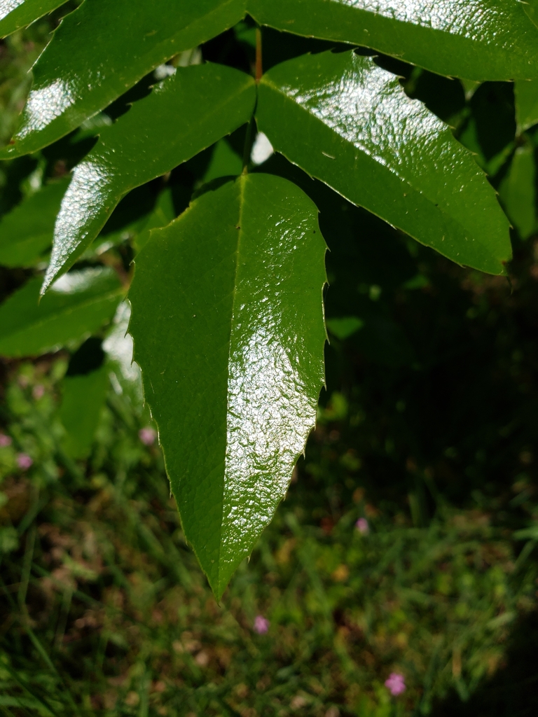 Berberis aquifolium — parent species of Berberis aquifolium var. dictyota