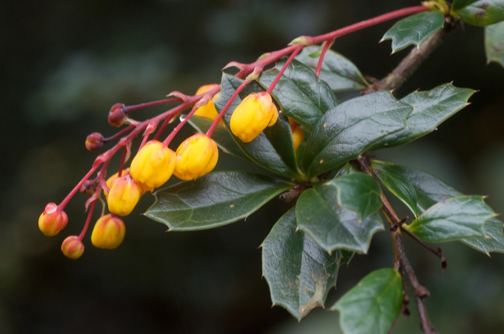 Berberis darwinii (Darwin's berberis), non-native California shrub