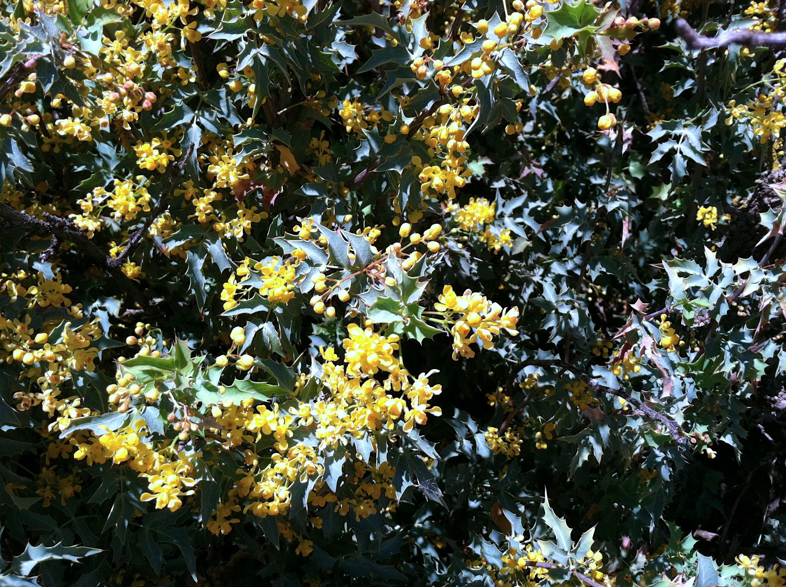 Berberis fremontii (Fremont barberry), native California shrub