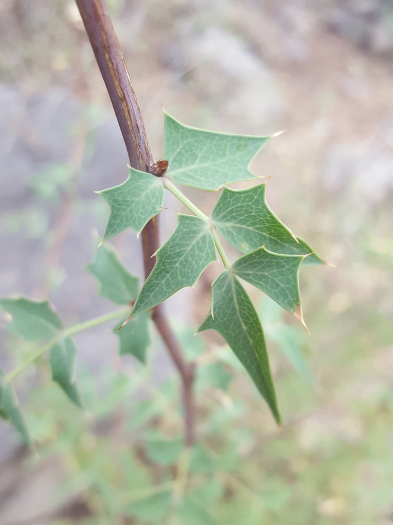 Berberis haematocarpa (Red fruited mahonia), native California shrub