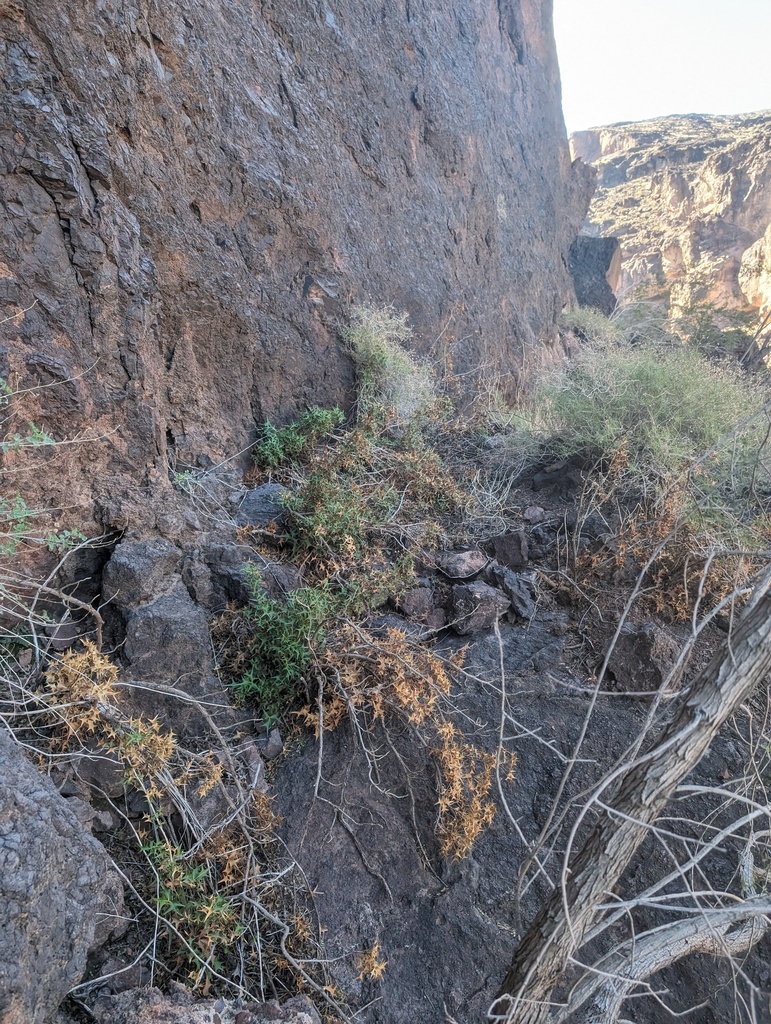 Berberis harrisoniana (Kofa mountain barberry), native California shrub