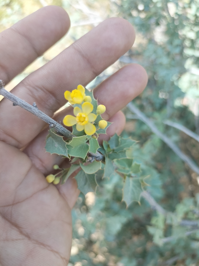 Berberis higginsiae (Fremont's mahonia), native California shrub