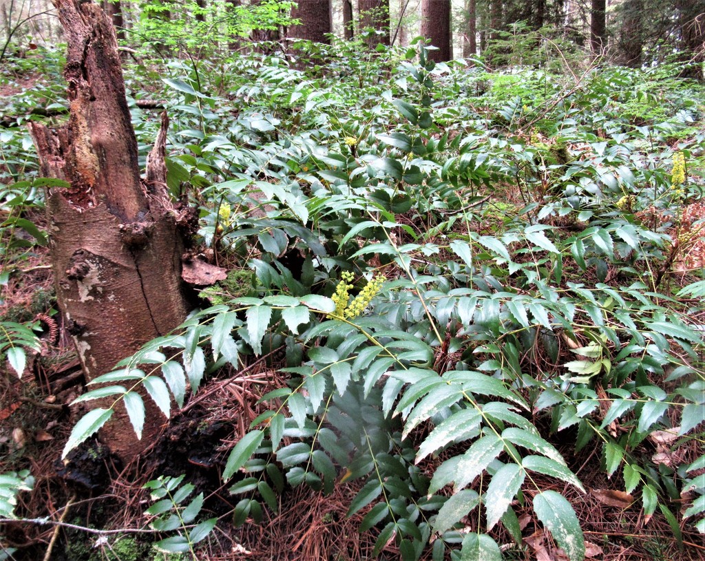 Berberis nervosa (Cascades oregon grape), native California shrub