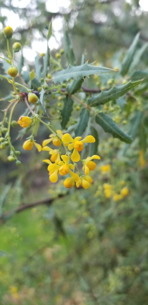Berberis nevinii (Nevin's barberry), native California shrub