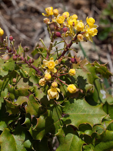 Berberis pinnata (California barberry), native California shrub