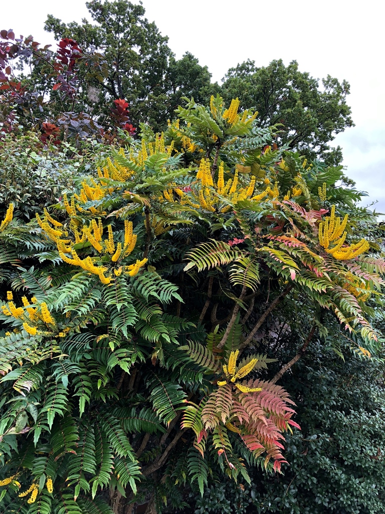 Berberis sp. (Oregon-grape), native California shrub