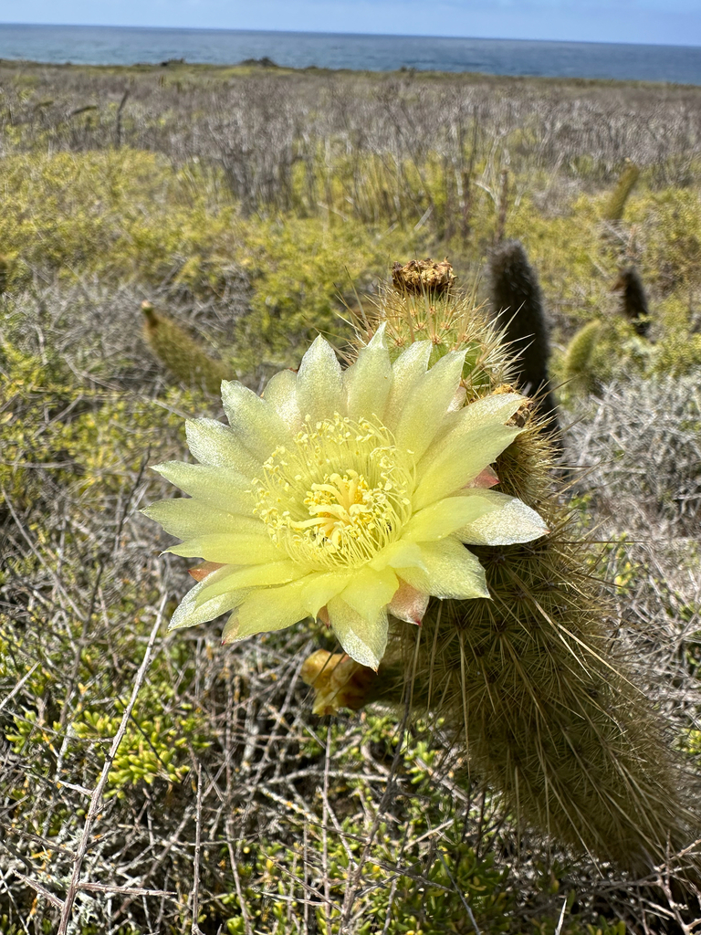 Bergerocactus emoryi (Golden-spined cereus), native California shrub