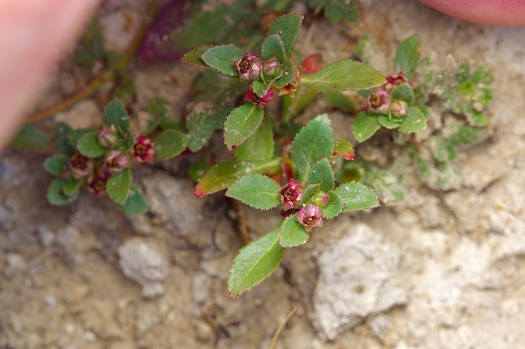 Bergia texana (Texas bergia), native California herb