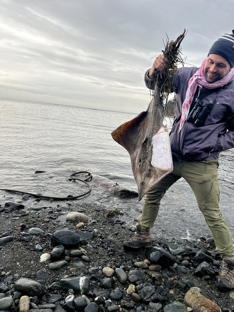 Beringraja binoculata (Big Skate), California species