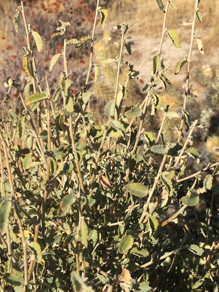 Bernardia incana (Western bernardia), native California shrub