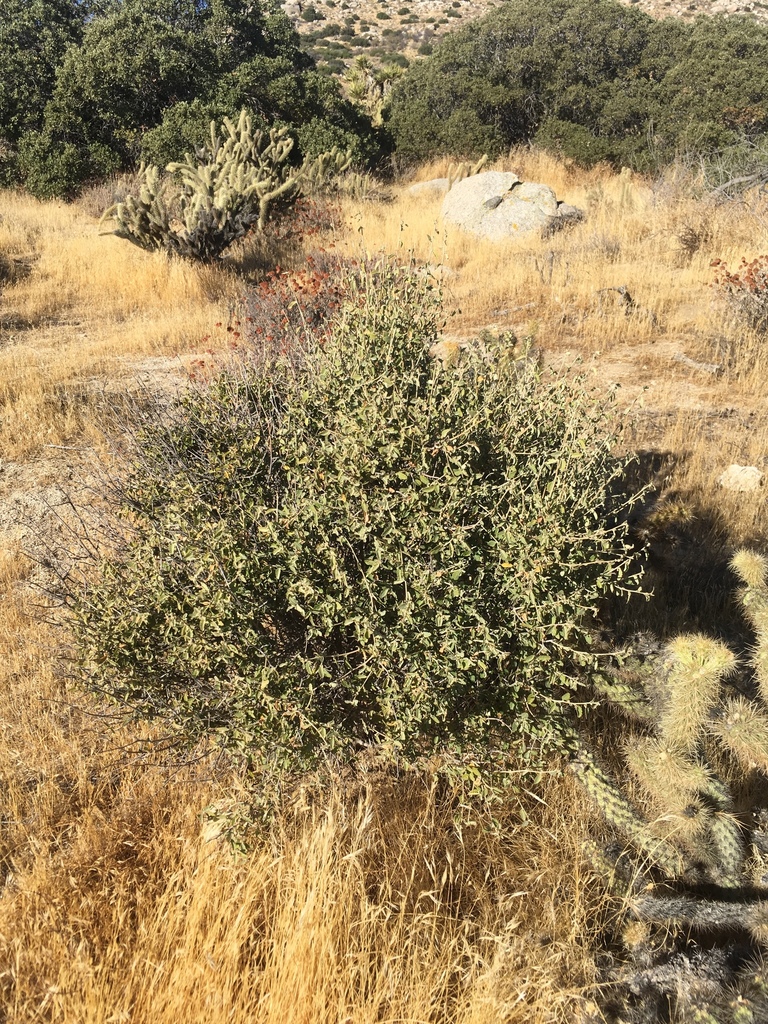 Bernardia sp., non-native California shrub