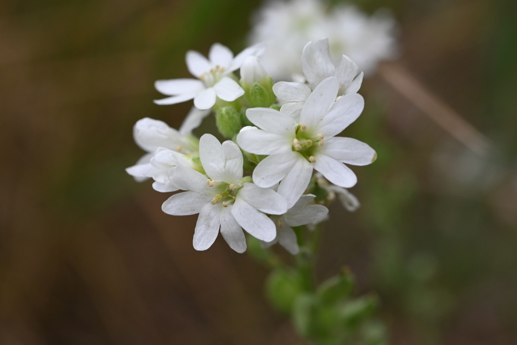 Berteroa incana (Hoary alyssum), non-native California herb