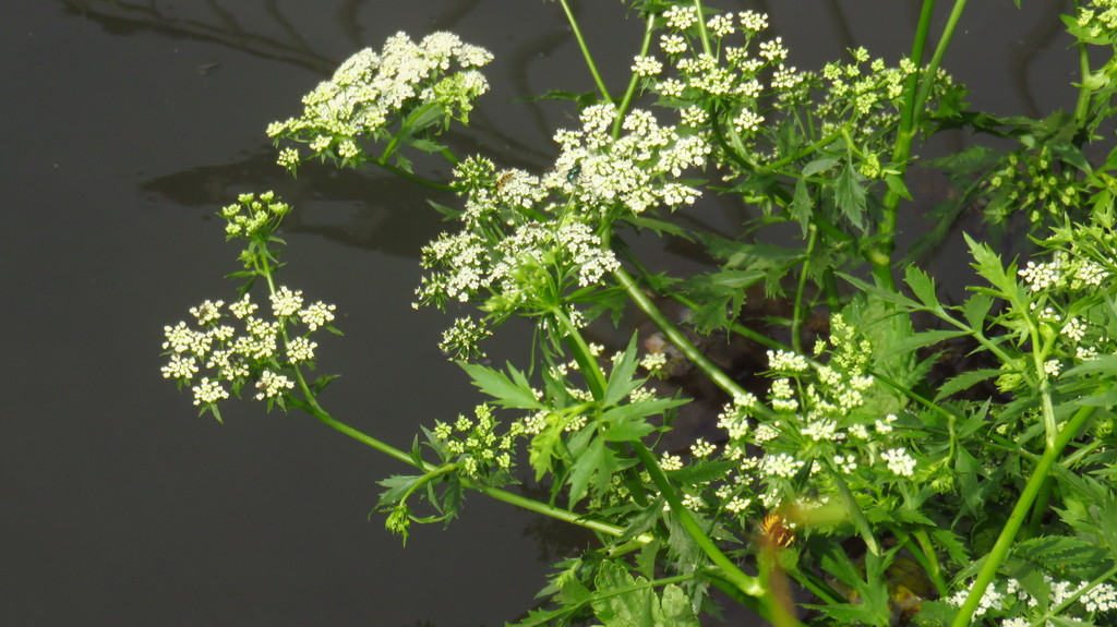 Berula erecta (Cut leaved water parsnip), native California herb