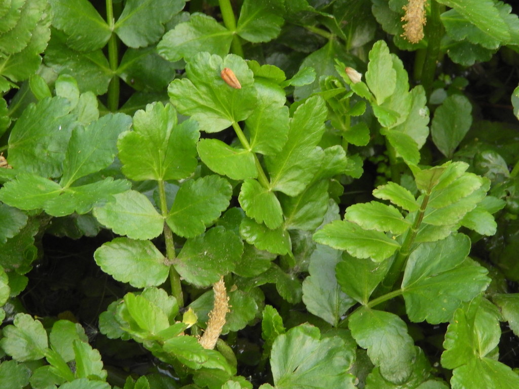 Berula sp. (Cutleaf water-parsnip), non-native California perennial