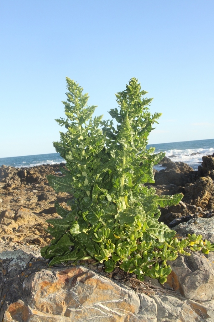 Beta vulgaris subsp. maritima (Sea beet), non-native California perennial