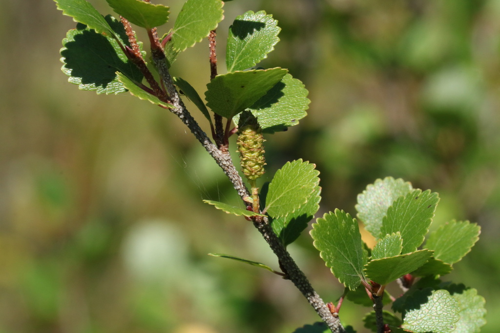 Betula glandulosa (Dwarf resin birch), native California shrub