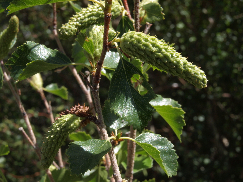 Betula occidentalis (Water birch), native California shrub / tree