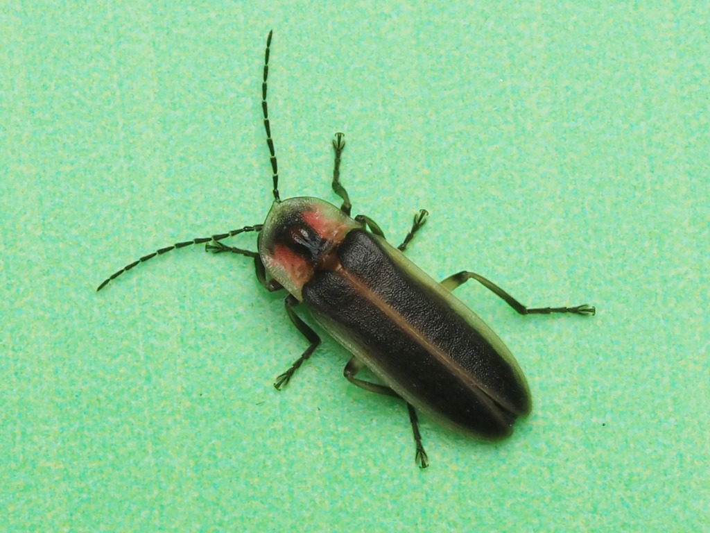 Bicellonycha wickershamorum wickershamorum (Southwest spring firefly), California species