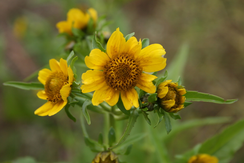 Bidens cernua (Nodding bur-marigold), native California herb
