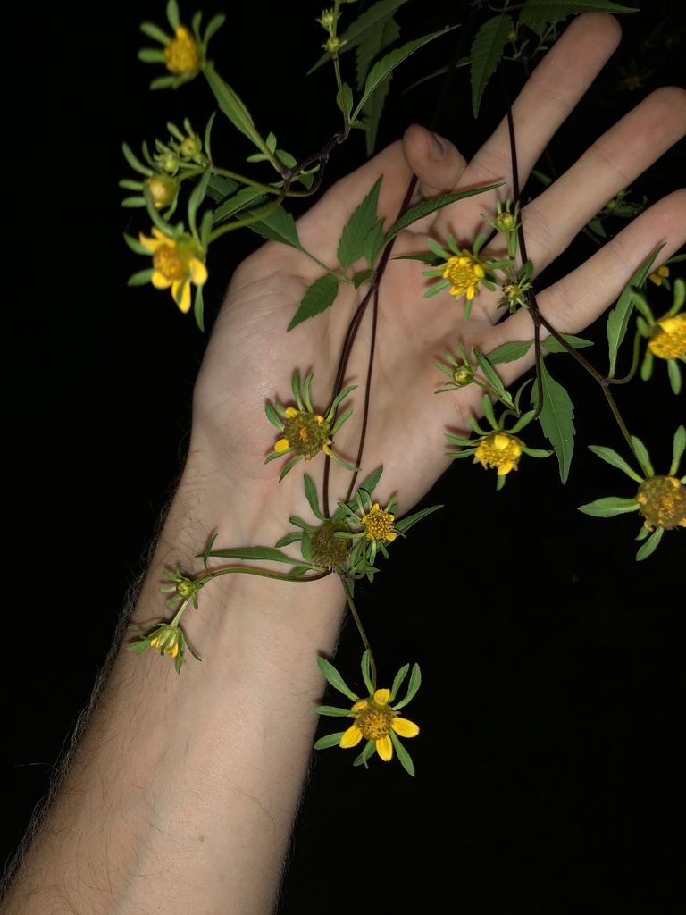 Bidens frondosa (Sticktight), native California herb