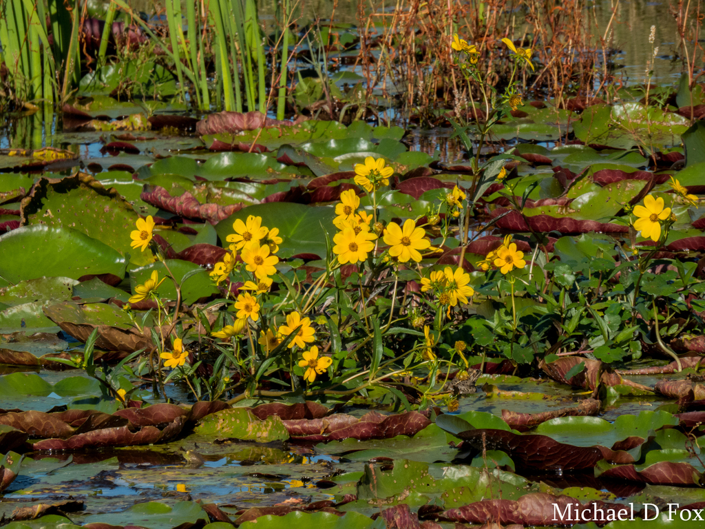 Bidens laevis (Bur-marigold), native California herb
