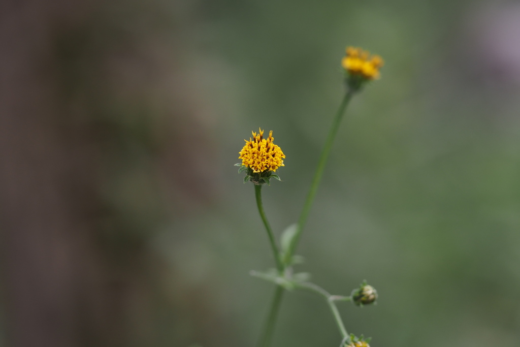 Bidens pilosa (Common beggar-ticks), non-native California herb