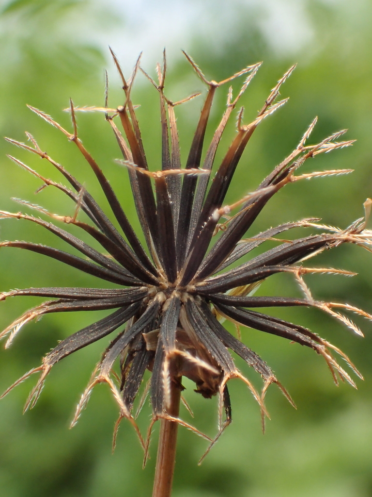 Bidens sp., non-native California perennial