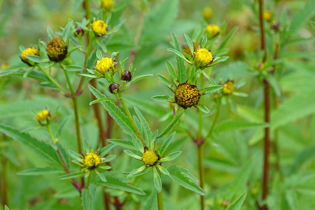Bidens tripartita (Threelobe beggarticks), non-native California herb