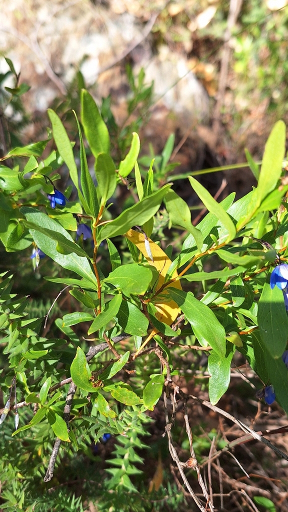 Billardiera heterophylla (Australian bluebell), non-native California vine