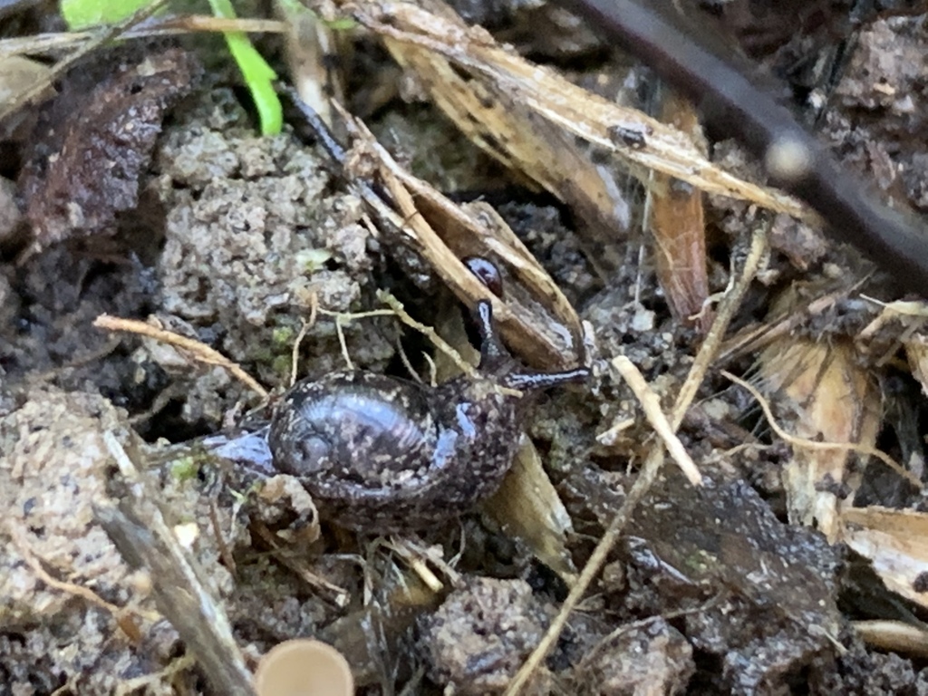 Binneya notabilis (Santa Barbara Shelled Slug), California species