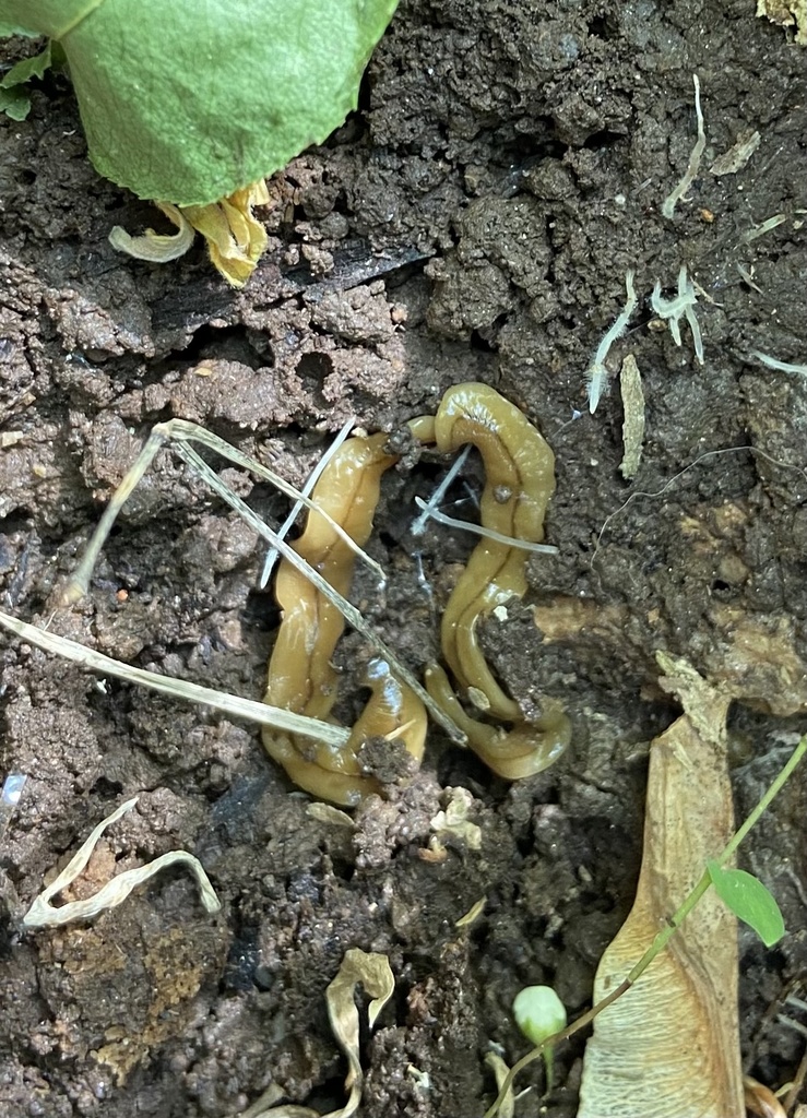 Bipalium adventitium (Wandering Broadhead Planarian), California species