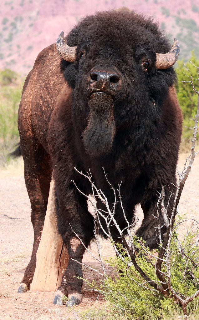 Bison bison (Bison), California species