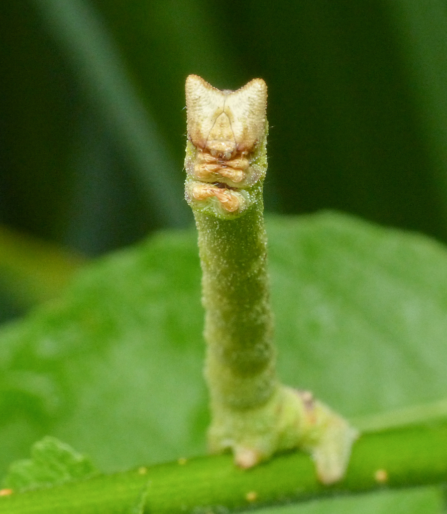 Biston betularia (Pepper and Salt Geometer), California species