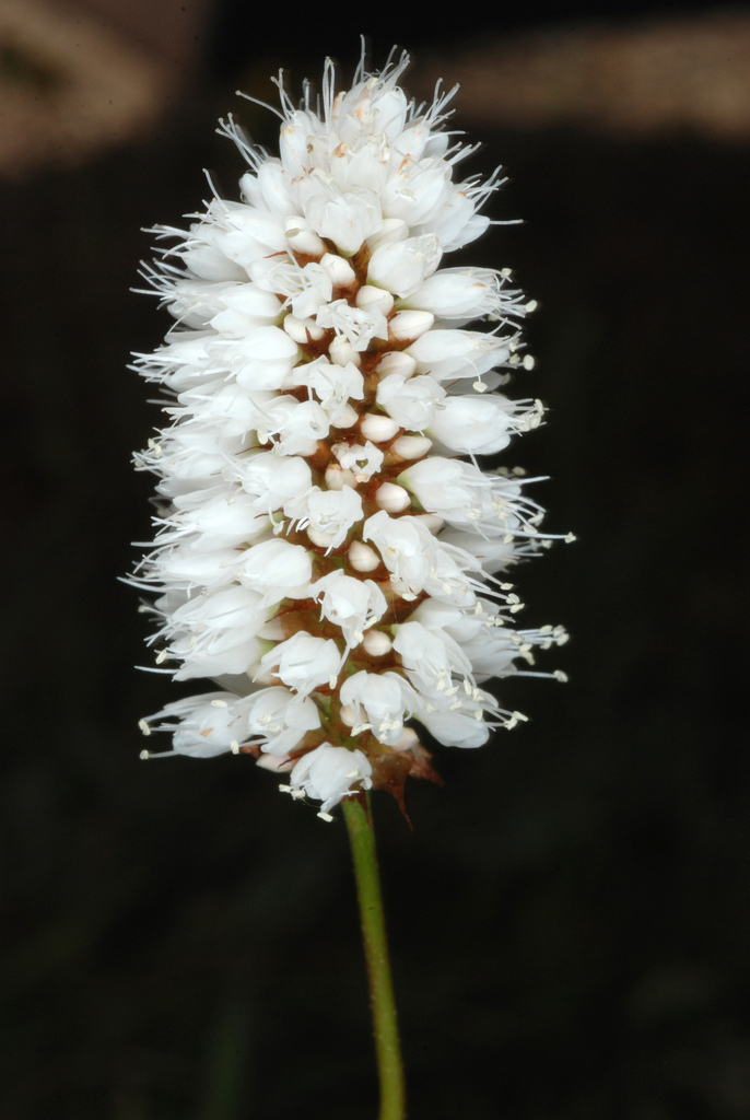 Bistorta bistortoides (Western bistort), native California herb