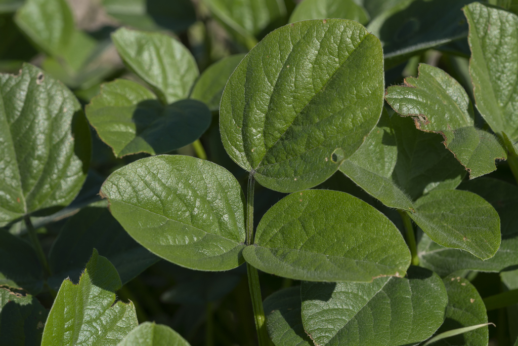 Bituminaria bituminosa (Arabian pea), non-native California subshrub