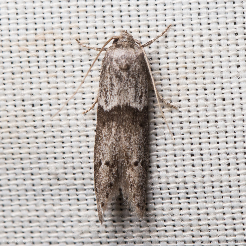 Blastobasis glandulella (Acorn Moth), California species