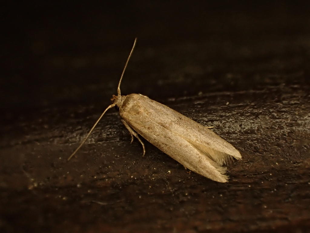 Blastobasis tarda, California species