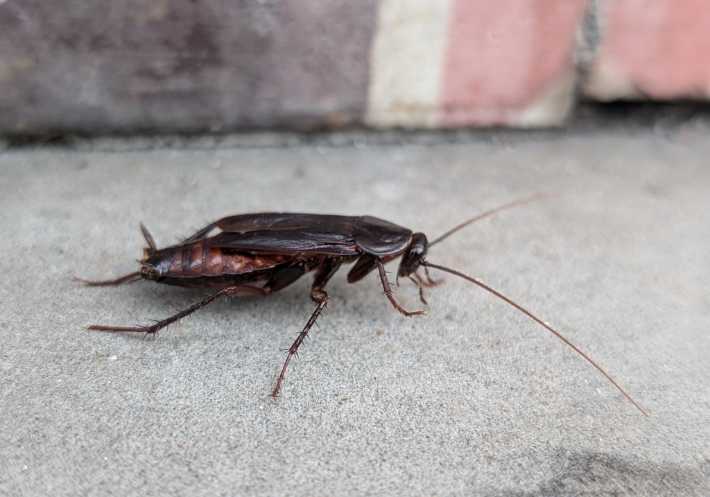 Blatta orientalis (Oriental Cockroach), California species